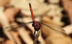 Trithemis lilacina