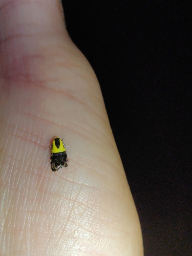 Yellow-vested Moth photo 4