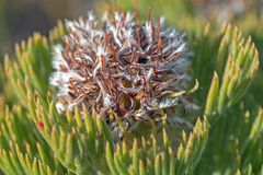 Serruria glomerata × villosa
