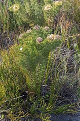 Serruria glomerata × villosa