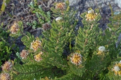 Serruria glomerata × villosa