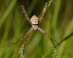 Argiope magnifica