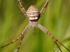 Argiope magnifica