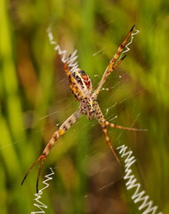 Argiope magnifica