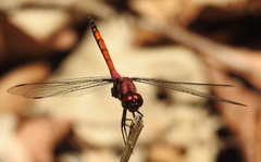 Trithemis lilacina