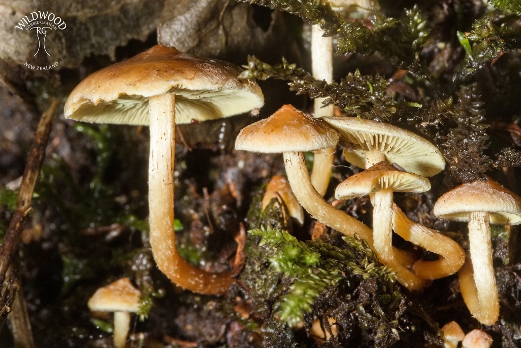 Hypholoma acutum · April 2025 · photo: © robbiebgraham (iNaturalist, cc0)