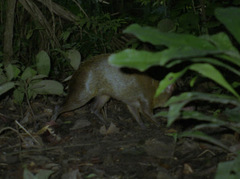 Dasyprocta variegata