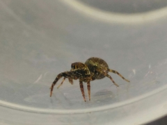 Coryphasia nigriventris