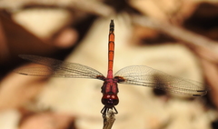 Trithemis lilacina