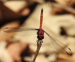 Trithemis lilacina