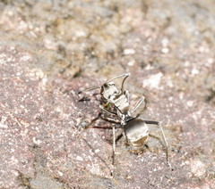 Polyrhachis foreli