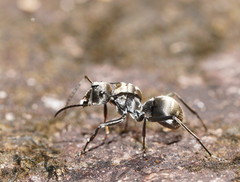 Polyrhachis foreli