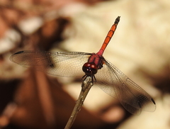 Trithemis lilacina