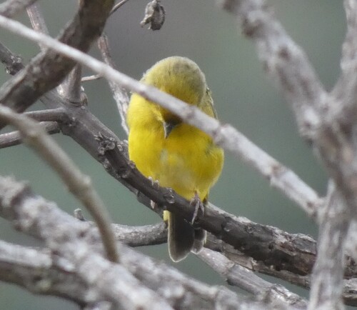 Stripe-tailed Yellow Finch (Sicalis citrina), photo 5