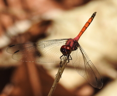 Trithemis lilacina