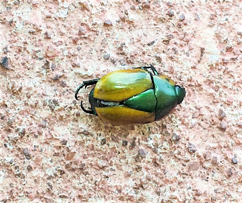 Macraspis olivieri