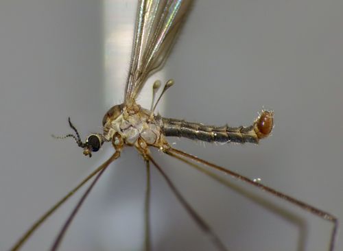 Symplecta confluens