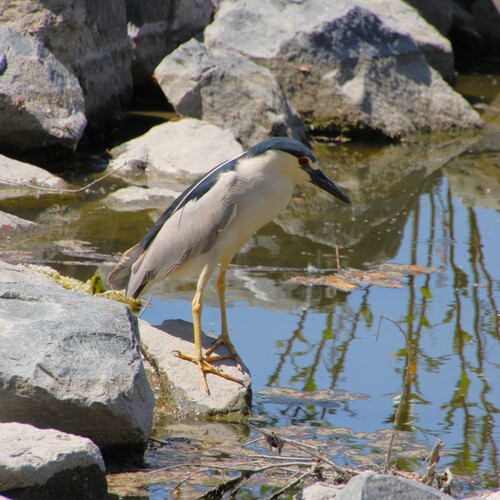 iNaturalist observation photo of Black-crowned Night Heron