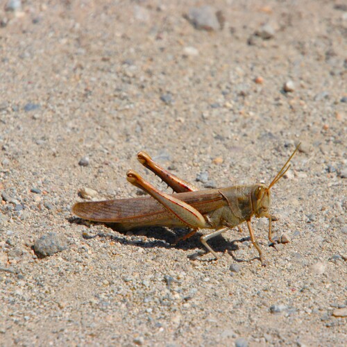 iNaturalist observation photo of Gray Bird Grasshopper