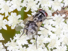 Musca vetustissima