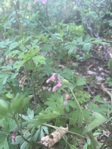 Lamprocapnos spectabilis