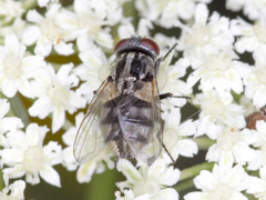 Musca vetustissima