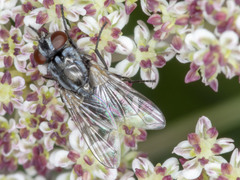 Musca vetustissima