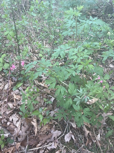 Lamprocapnos spectabilis