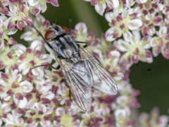 Musca vetustissima