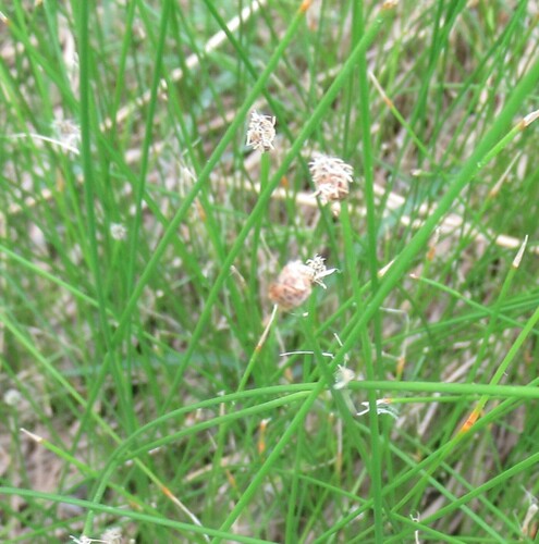 Image of Eleocharis montevidensis by (c) Linda Jo Conn, some rights reserved (CC BY)