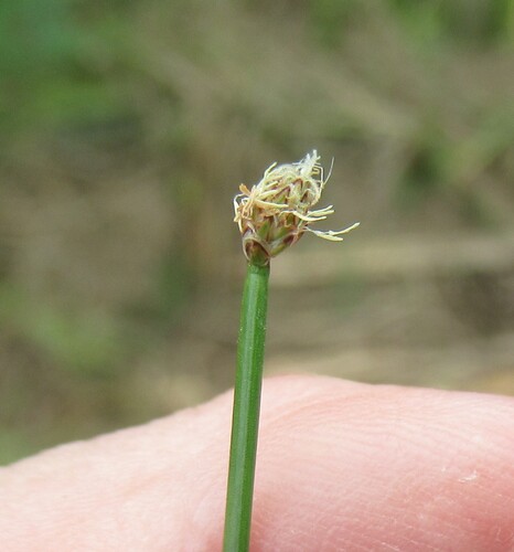 Image of Eleocharis montevidensis by (c) Linda Jo Conn, some rights reserved (CC BY)