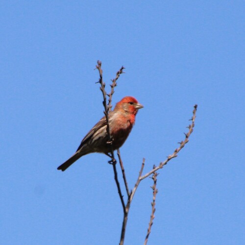 iNaturalist observation photo of House Finch