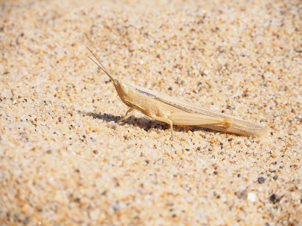 Sardinian Match Grasshopper