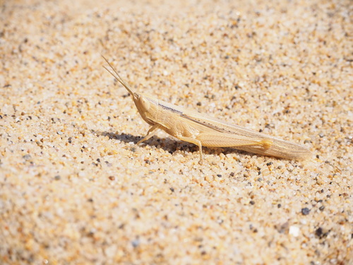 Sardinian Match Grasshopper