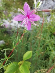 Chamaenerion dodonaei