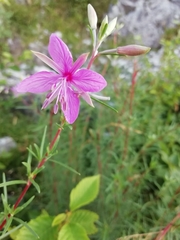 Chamaenerion dodonaei