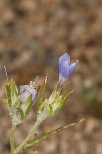 Image of Wilcox's Woollystar (Eriastrum wilcoxii) by (c) Steve Matson, some rights reserved (CC BY)