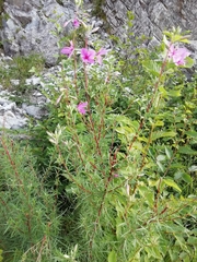 Chamaenerion dodonaei