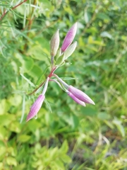 Chamaenerion dodonaei