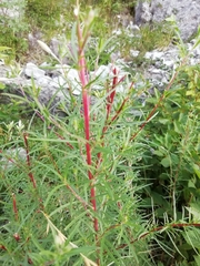 Chamaenerion dodonaei