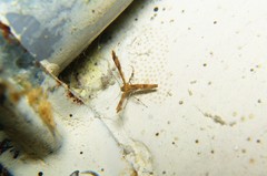 Nippoptilia cinctipedalis