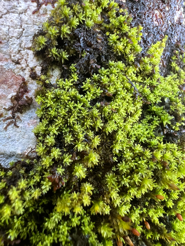 Macromitrium emersulum observed 2025-04-30