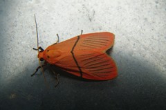 Aberrasine strigivenata