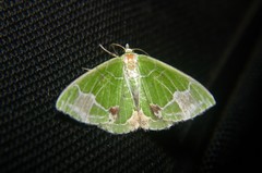 Comibaena albimarginata