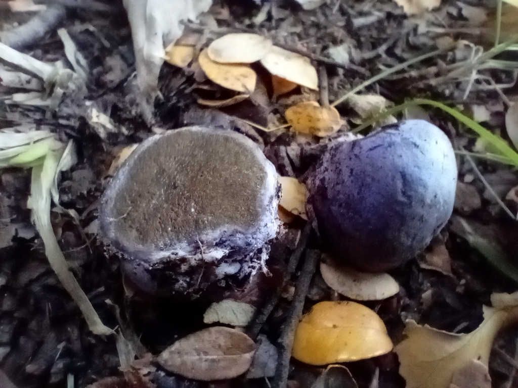 Gallacea scleroderma · May 2025 · photo: © john_barkla (iNaturalist, cc0)