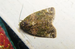 Blenina