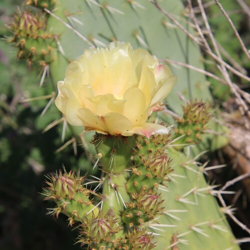 iNaturalist observation photo of Coastal Pricklypear