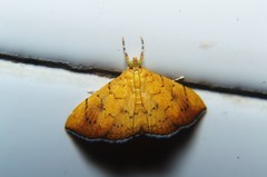 Isocentris