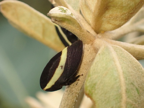 Membracis zonata