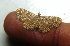 Pomasia denticlathrata